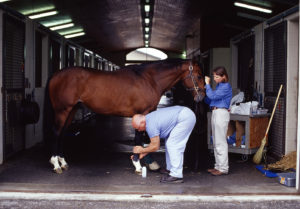 Game Ready Horse with Musculoskeletal Injury